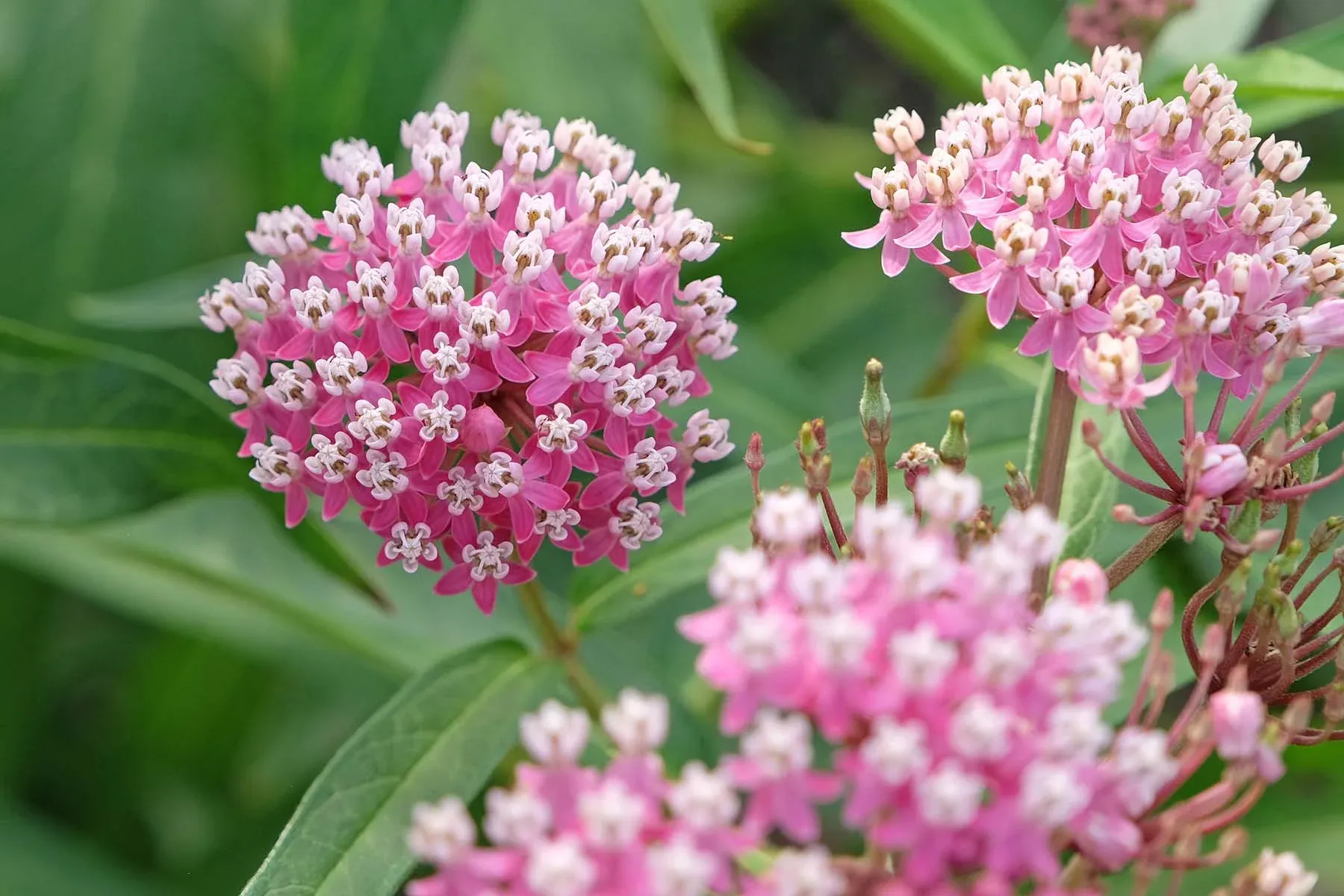 Rose milkweed in bloom, the Painted Grove motif.