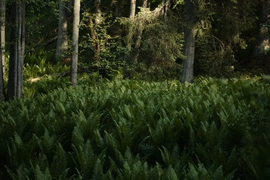 Sunlight filtering through green ferns in a wooded grove.