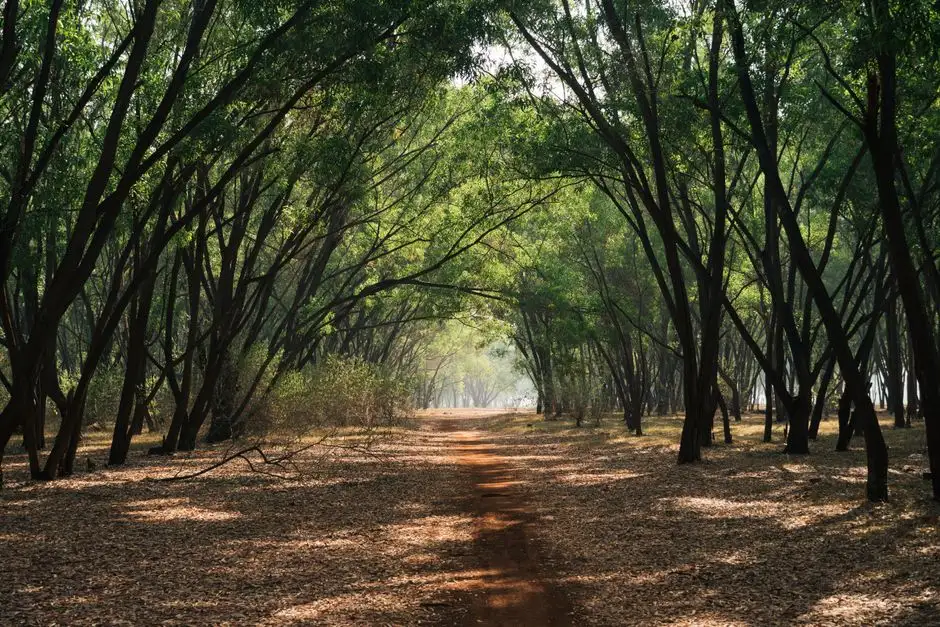 A sunlit path winding through a vibrant, lush green forest grove.