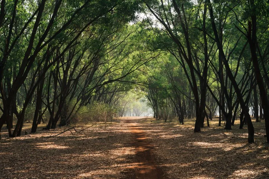 A misty morning path winding through a green forest grove.