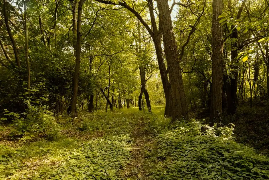 A sunlit path winding through a vibrant, lush green forest grove.