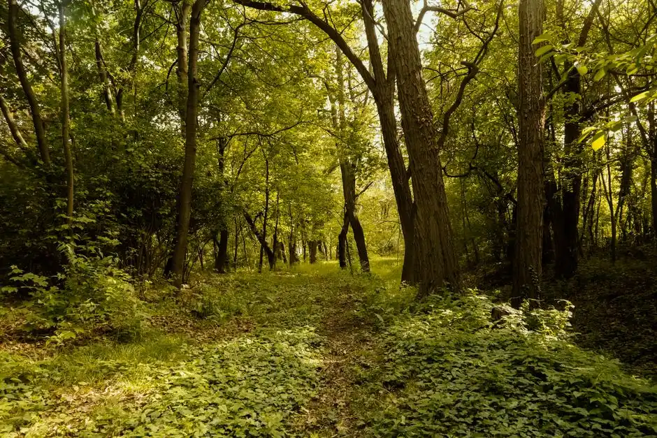 A sunlit path winding through a vibrant, lush green forest grove.